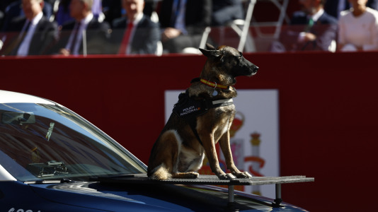 Un perro de la Policía Nacional participa en el desfile del Día de la Fiesta Nacional